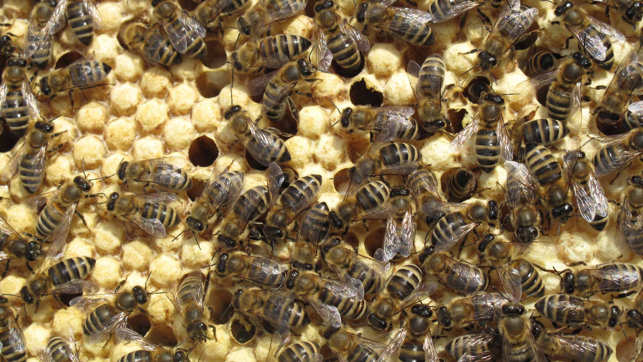 Bienenbrutwabe