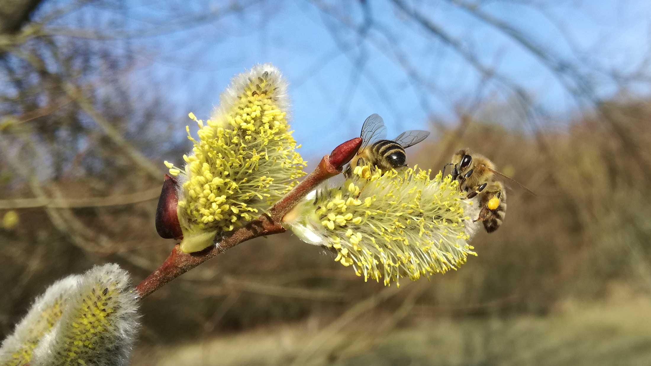 Biene an Weide